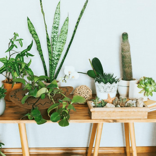 Pest Control in Indoor Gardening