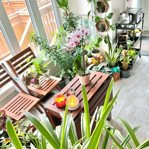 Caring for Your Indoor Plants