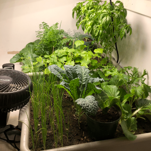 Best Vegetables to Grow Indoors