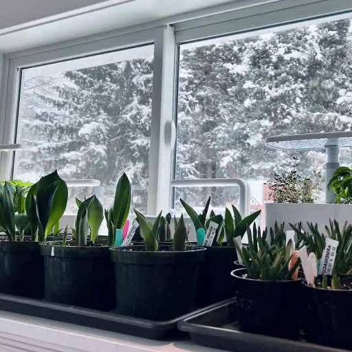 Tips for Indoor Gardening Success