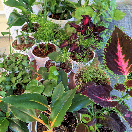 Understanding Indoor Gardening